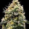 Семена конопли  Auto Think Big feminised Ganja Seeds Семена конопли  Auto Think Big feminised Ganja Seeds