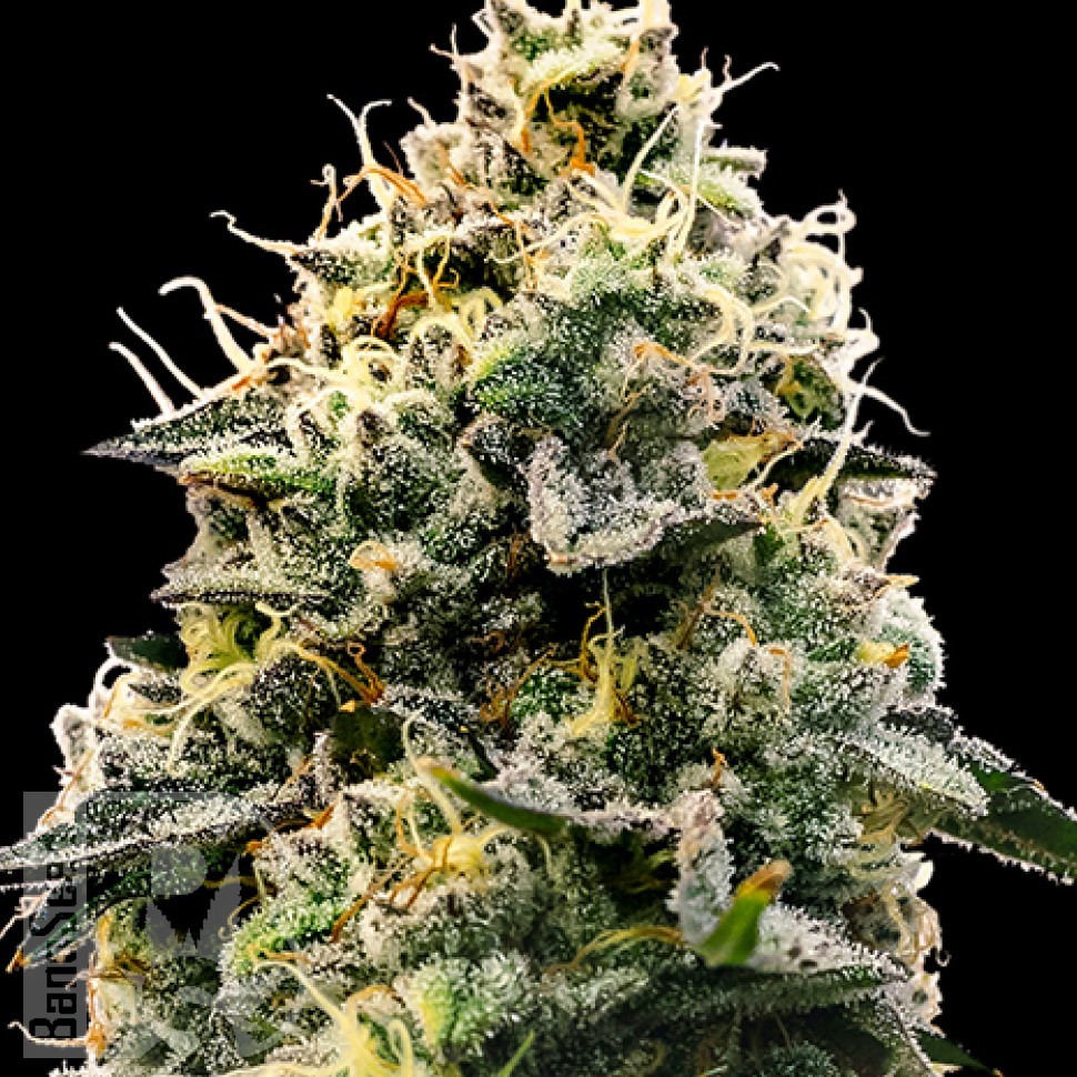Семена конопли  Auto Think Big feminised Ganja Seeds Семена конопли  Auto Think Big feminised Ganja Seeds