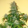Семена конопли  Auto Think Big feminised Ganja Seeds Семена конопли  Auto Think Big feminised Ganja Seeds