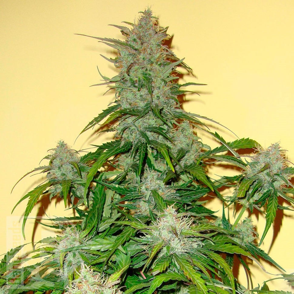 Семена конопли  Auto Think Big feminised Ganja Seeds Семена конопли  Auto Think Big feminised Ganja Seeds