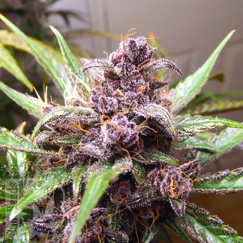 Купить Indigo Berry Kush feminised Ganja Seeds Купить Indigo Berry Kush feminised Ganja Seeds