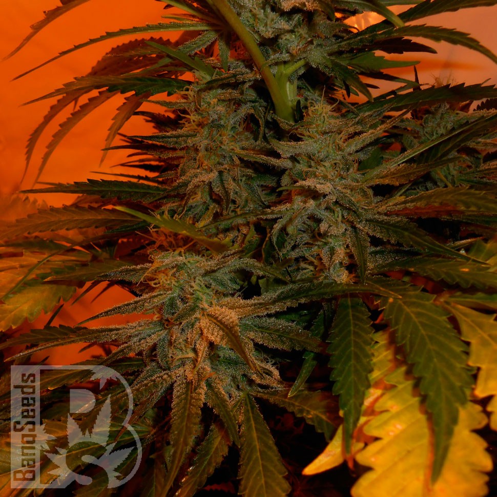 Bubble Gum feminised Ganja Seeds Bubble Gum feminised Ganja Seeds