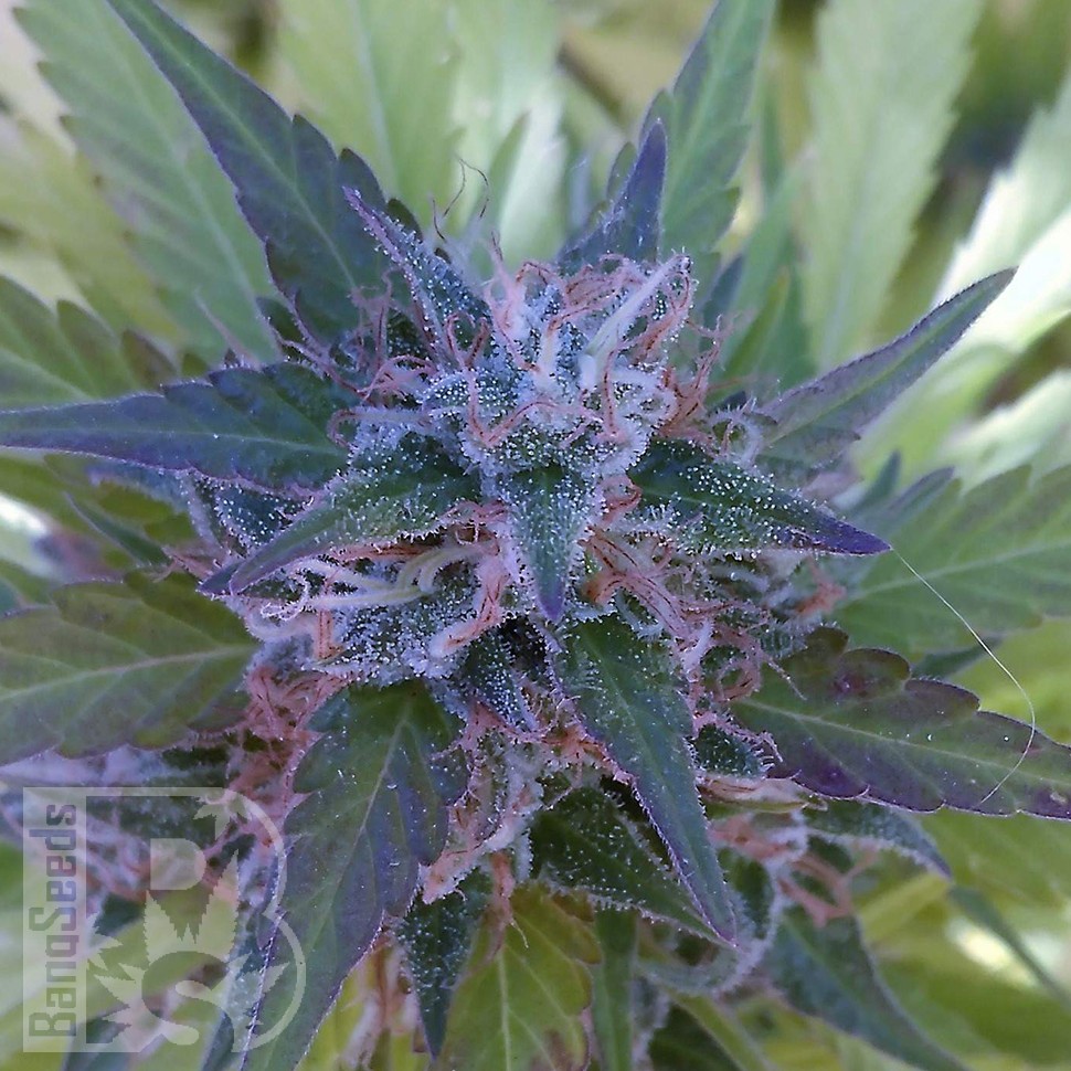 Bubble Gum feminised Ganja Seeds Bubble Gum feminised Ganja Seeds