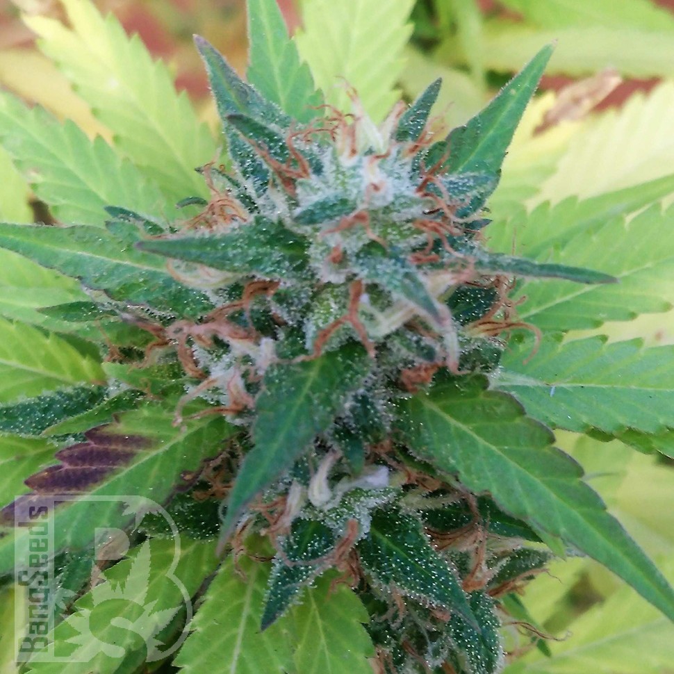 Bubble Gum feminised Ganja Seeds Bubble Gum feminised Ganja Seeds