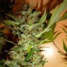 Bubble Gum feminised Ganja Seeds Bubble Gum feminised Ganja Seeds