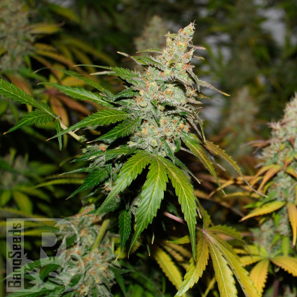 Bubble Gum feminised Ganja Seeds Bubble Gum feminised Ganja Seeds