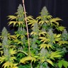 Bubble Gum feminised Ganja Seeds Bubble Gum feminised Ganja Seeds