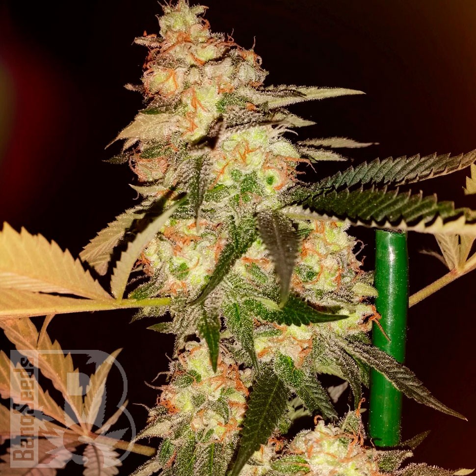 Bubble Gum feminised Ganja Seeds Bubble Gum feminised Ganja Seeds