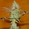 Bubble Gum feminised Ganja Seeds Bubble Gum feminised Ganja Seeds