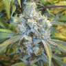 Семена каннабиса  Super Silver Haze feminised Ganja Seeds Семена каннабиса  Super Silver Haze feminised Ganja Seeds