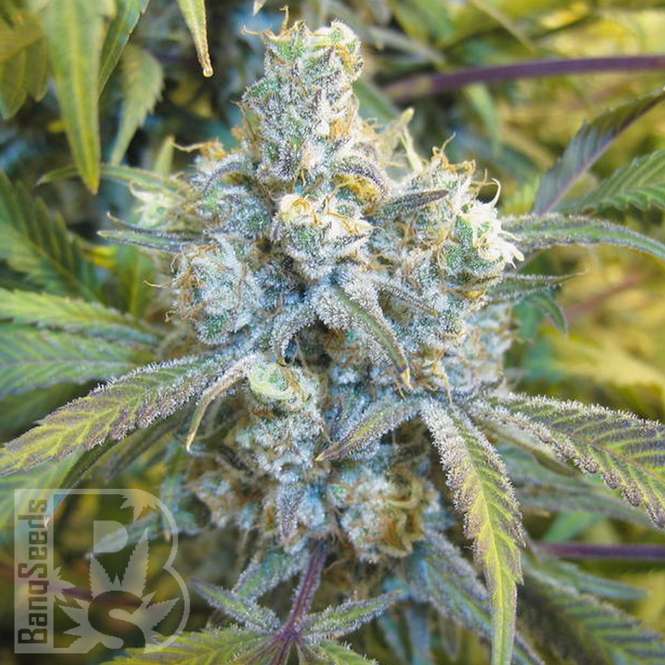 Семена каннабиса  Super Silver Haze feminised Ganja Seeds